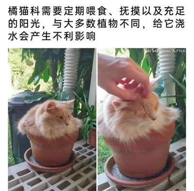 图片上方配有文字说明：'橘猫科需要定期喂食、抚摸以及充足的阳光，与大多数植物不同，给它浇水会产生不利影响'。下方是两张左右排列的照片：左侧照片中一只橘猫蜷缩在陶制花盆里，周围有绿色植物背景，猫咪表情平静，仿佛一盆特殊的'植物'；右侧照片中一只手正在抚摸花盆里的橘猫头部，猫咪眯起眼睛，露出享受的表情。图片通过将橘猫拟人化为需要特殊'养护'的植物，制造出幽默的对比效果，突出猫咪需要关爱而非浇水的可爱特质。