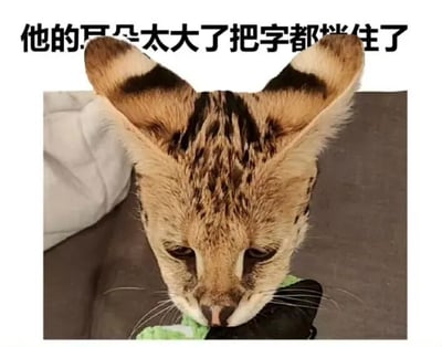 图片主体是一只薮猫的特写，它有着标志性的超大耳朵，耳朵上有黑色斑点和白色耳尖。猫咪正低头咬着一个绿色的物体，表情看起来有些专注。图片上方有一行黑色文字：“他的耳朵太大了把字都挡住了”，其中“耳朵”二字恰好被猫咪的两只大耳朵部分遮挡，形成了文字描述与图像内容相呼应的幽默效果，突出了猫咪耳朵巨大的特点。