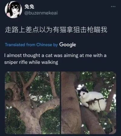 社交媒体用户“兔兔”发布的图文内容，包含两张左右对比的猫咪照片。左侧远景图中，一只猫蹲坐在茂密树枝间；右侧近景图清晰展示猫咪前爪紧握一根粗壮树枝，因角度和光影效果，树枝酷似狙击枪枪管，猫咪姿态宛如瞄准。配文“走路上差点以为有猫拿狙击枪瞄我”以幽默口吻描述这一视觉错觉，下方附有Google翻译的英文版本。