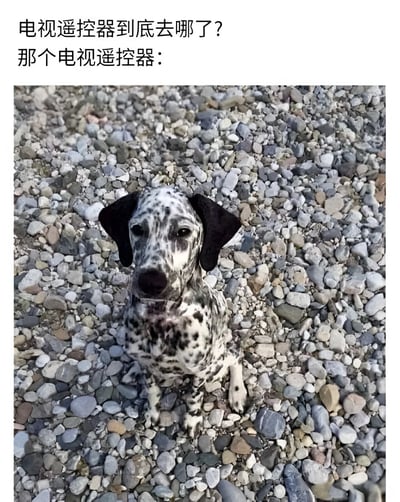 图片上方配有文字'电视遥控器到底去哪了？那个电视遥控器：'，下方是一只达尔马提亚犬坐在碎石地上，直视镜头，表情略显无辜。通过将失踪的遥控器与狗联系起来，形成幽默效果，暗示狗可能藏起了遥控器。