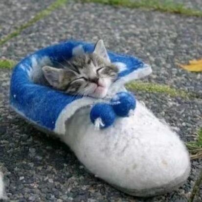 小奶猫