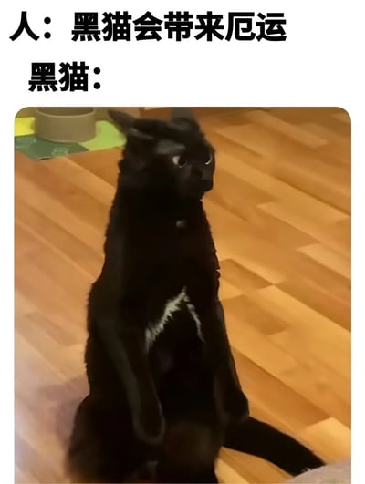 一张幽默的猫咪梗图，上方文字写着“人：黑猫会带来厄运”，下方是一只黑猫直立站在木地板上的照片，配文“黑猫：”。猫咪表情疑惑，身体站直的姿势仿佛在对迷信说法做出无声的反驳，形成有趣的反差萌效果。