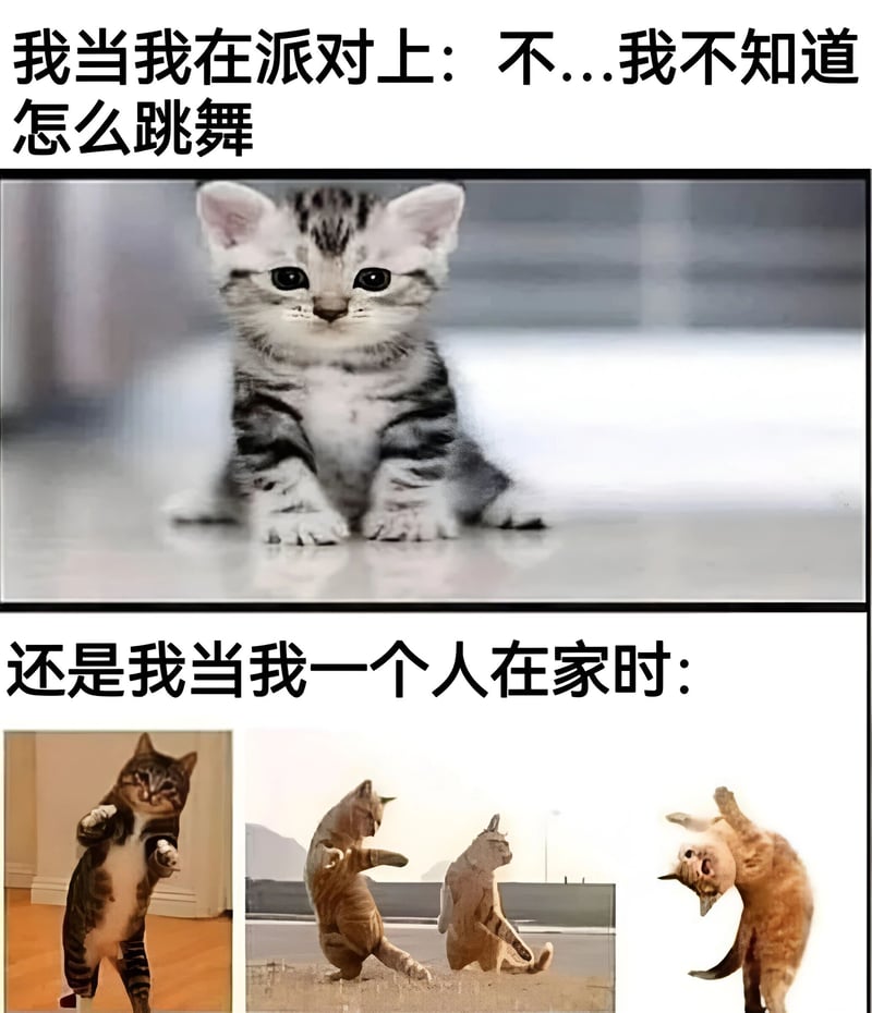 虎斑小猫1
