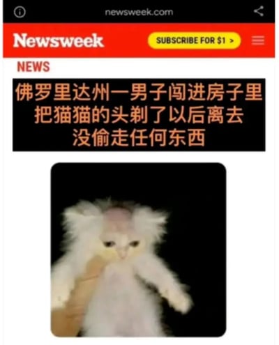 这是一张美国新闻媒体Newsweek（新闻周刊）的网页截图，页面顶部是带有品牌标识的红色栏，右侧有“SUBSCRIBE FOR $1 >”的低价订阅按钮，栏顶还有网站域名“newsweek.com”。下方新闻板块以黑底黄字呈现了一则荒诞的社会新闻：“佛罗里达州一男子闯进房子里把猫猫的头剃了以后离去 没偷走任何东西”。新闻配图是一只白色长毛猫，它的头顶毛发被完全剃光，露出粉色头皮，猫咪被人用手托举着，四肢自然垂下，表情看起来低落又无奈，整体画面既充满荒诞感，又因猫咪的遭遇让人哭笑不得，记录了一起毫无财产损失但充满恶搞性质的奇葩事件。