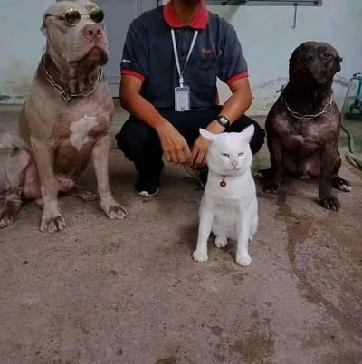 一名男子蹲在地上，两侧各有一只大型犬，前方有一只白猫。左侧的狗戴着墨镜，三只动物都戴着项圈。男子穿着深色工作服，佩戴着身份牌。整体场景呈现出一种有趣的对比：威猛的狗与娇小但表情严肃的猫形成反差萌。