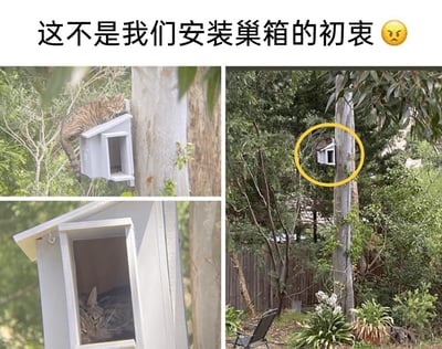 这是一张多图拼接的趣味实拍图片，上方配有吐槽文字“这不是我们安装巢箱的初衷😠”，展示了原本为鸟类准备的树巢箱被虎斑猫咪霸占的全过程：左上图片中，虎斑猫趴在巢箱顶部，似乎正准备进入；右上图片是户外庭院全景，黄色圆圈标注出树干上的巢箱和趴在上面的猫咪；左下图片近距离呈现巢箱内部，这只虎斑猫已经舒服地窝在里面休息。场景位于绿植环绕的家庭庭院，周围有围栏、休闲座椅和各类植物，原本供鸟儿安家的巢箱被猫咪“征用”，形成充满反差感的搞笑画面。
