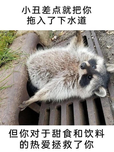 这是一张趣味玩梗的图文内容，主体是一张真实拍摄的照片：一只浣熊因体型较胖，身体卡在下水道口，上半身趴在井盖边缘，四肢摊开，睁着圆眼睛，神情看起来无辜又无奈。图片上下添加了文字配梗，上方文字为“小丑差点就把你拖入了下水道”，下方为“但你对于甜食和饮料的热爱拯救了你”，结合DC漫画中小丑的相关意象，调侃浣熊因为贪吃导致体型发胖，才没能被“拖入下水道”，用荒诞幽默的方式将动物的真实窘境和流行梗结合，制造出搞笑效果。