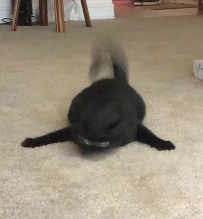 一只纯黑色猫咪正趴在米黄色的地毯上打滚玩耍，身体呈现放松的伸展姿势，后腿和尾巴因快速摆动而产生明显的动态模糊效果，仿佛在尽情释放活力。背景中可见木质高脚凳的腿部、地面的纸箱和电源插座，整体场景展现出温馨的居家环境，猫咪的可爱姿态传递出轻松欢乐的氛围。