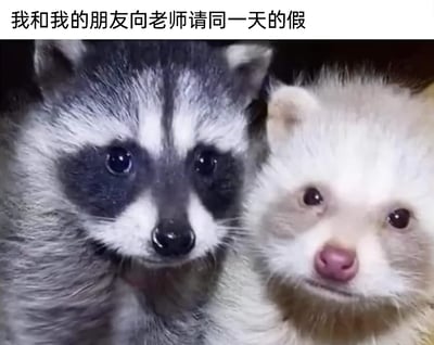 这是一张贴合校园日常的共鸣类表情包，顶部配文“我和我的朋友向老师请同一天的假”，图中左侧的小浣熊眼睛湿润，带着委屈可怜的恳求神情，右侧的浅色浣熊眼神闪躲，神情心虚不自然，生动还原了学生和朋友一起请假时，担心被老师识破是结伴出行，既心虚又带着恳求的微妙心理，极易引发学生群体的共鸣。