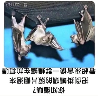 这是一张利用视觉错位打造的趣味改图，属于顶配底文图。图片上方是三张真实倒挂蝙蝠的照片被翻转后的画面，原本头部朝下的蝙蝠变成头部朝上，蝙蝠展开的翅膀和肢体看起来如同人类在尬舞的滑稽姿态；图片左上角有翻转的标注文字“譯：zass17”，正过来为“译：zass17”；图片下方是竖排翻转的繁体文字，正过来后内容为“你知道吗？把倒挂蝙蝠的照片翻过来，看起来会像一群蝙蝠在尬舞喔”，清晰解释了这张图的趣味点。通过简单的照片翻转制造出新奇的视觉效果，让普通的动物照片变得充满趣味性，适合在社交媒体上传播博人一笑。