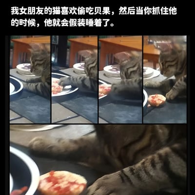 图片由五张连续的照片组成，展示了一只虎斑猫偷吃贝果的全过程。第一张照片中，猫咪正专注地盯着桌上的贝果；第二张照片中，猫咪伸出爪子触碰贝果；第三张照片中，猫咪用爪子抓住贝果；第四张照片中，猫咪正在啃食贝果；第五张照片是猫咪偷吃贝果的特写。整个画面生动有趣，展现了猫咪调皮捣蛋的一面。