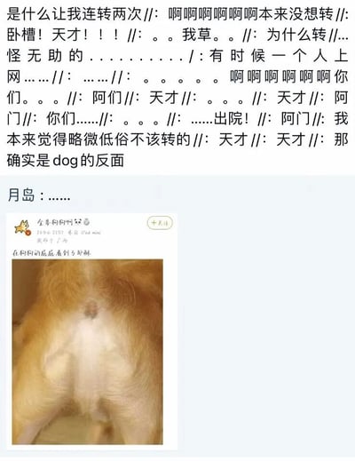 这是一张微博平台的社交媒体截图，整体分为上下两个部分。上方是网友的转发评论区，包含一段情绪激动、语无伦次的转发感慨，内容充满了惊叹、纠结的语气，比如“是什么让我连转两次”“卧槽！天才！！！”“我本来觉得略微低俗不该转的”，最后点出梗的核心“那确实是dog的反面”，还有用户“月岛”用省略号表达无语又好笑的吐槽；下方是微博用户“全是狗狗啊”发布的原创内容，包含一张狗狗臀部的特写照片，配文“在狗狗的屁屁看到了耶稣”，照片里的狗狗臀部毛发分布和色块组合，视觉上神似耶稣的形象。这个梗的趣味点在于“dog（狗）”反过来拼写是“god（上帝）”，和耶稣的宗教属性形成呼应，这种无厘头的视觉巧合加上谐音玩梗，让内容充满趣味，引发网友的转发和感慨。