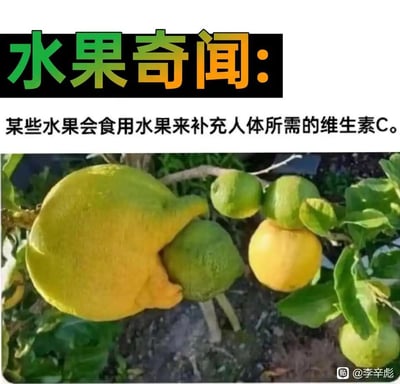 这是一张趣味图文混排梗图，上方配有黑底绿橙渐变标题文字“水果奇闻：”，下方是白底说明文字“某些水果会食用水果来补充人体所需的维生素C。”；图中是果树实拍照片，一个外形酷似人手的黄色水果恰好“抓着”旁边的青绿色水果，形成水果在“吃”水果的视觉错位效果，配合玩梗文字制造出荒诞搞笑的趣味感。
**玩梗点**：利用自然视觉错觉将水果外形拟人化，把“人吃水果补维C”的逻辑套在水果身上，通过反差感制造笑点。