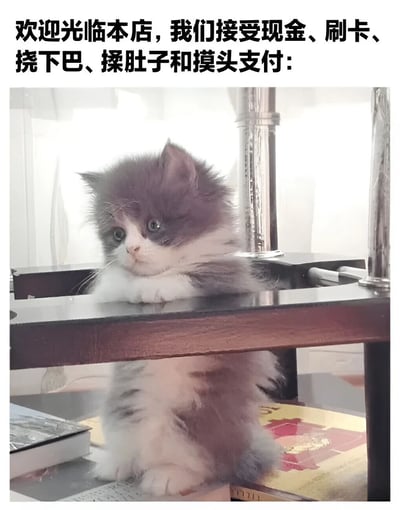 图片上方有一行黑色文字："欢迎光临本店，我们接受现金、刷卡、挠下巴、揉肚子和摸头支付:"。下方是一只灰白色的小猫，它正趴在桌子边缘，前爪搭在桌面上，眼睛看向一侧，表情看起来有些好奇和无辜。这张图通过将常规支付方式与对猫咪的亲昵动作并列，创造出一种幽默效果，暗示这只小猫是