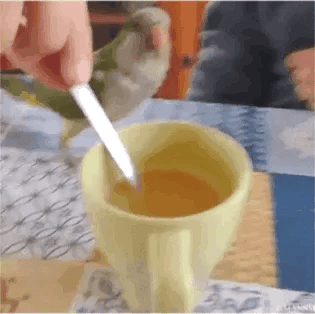 这是一段趣味实拍动态图，画面中一只绿白相间的鹦鹉站在桌子上，一旁的手拿着勺子在黄色杯子里搅动，由于视觉错位效果，看起来像是鹦鹉正拿着勺子喝茶，制造出滑稽搞笑的错觉，展现出宠物日常的趣味一面，让人觉得十分可爱。