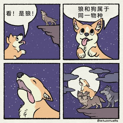 这是一则四格搞笑卡通漫画，以星空月夜为背景展开：第一格中，柯基兴奋地指向悬崖上嚎叫的狼，喊出“看！是狼！”；第二格柯基拟人化地科普冷知识：“狼和狗属于同一物种”；第三格柯基仰头模仿狼的姿态嚎叫；第四格柯基直接骑在一只表情无奈的狼的背上，旁边还有一只正在嚎叫的狼，背景是满月与星空，用科普知识点结合柯基的搞笑行为制造反差萌，展现出柯基把自己归为狼族的有趣场景，充满诙谐感。
