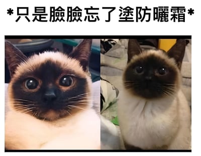 图片展示了一只暹罗猫的左右对比照，左侧照片中猫咪脸部毛色较深，右侧照片中脸部毛色较浅。上方配有文字'*只是臉臉忘了塗防曬霜*'，用幽默的方式解释猫咪脸部毛色差异，暗指像人忘记涂防晒霜被晒黑一样。这是利用暹罗猫特有的温度敏感型毛色特征制作的搞笑宠物梗图。
