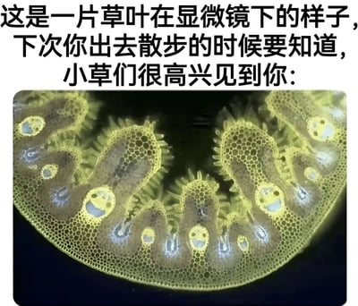 图片上方为黑色文字说明“这是一片草叶在显微镜下的样子，下次你出去散步的时候要知道，小草们很高兴见到你：”，下方是一张经过处理的显微镜图像。图像中草叶的细胞结构被赋予了拟人化特征，多个细胞区域被添加了白色的笑脸图案（包含眼睛和嘴巴），整体呈现黄绿色调，蜂窝状的细胞壁结构清晰可见，营造出小草“微笑”的可爱视觉效果。