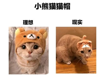 这是一张左右对比图，标题为"小熊猫猫帽"。左侧"理想"部分展示一只橘猫正脸佩戴可爱的棕色小熊帽子，表情呆萌可爱，帽子完美贴合；右侧"现实"部分展示同一只橘猫侧脸佩戴同一顶帽子，帽子歪斜地滑到一边，猫咪表情显得不耐烦，形成理想与现实的幽默反差。