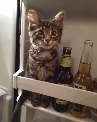 一只虎斑小猫乖巧地坐在冰箱的白色隔板上，身体微微前倾，两只耳朵竖起，圆溜溜的大眼睛直视镜头，眼神中透着无辜与好奇。它的身旁放着两瓶啤酒，一瓶深棕色瓶身，一瓶透明瓶身，整体画面充满生活气息与萌点。