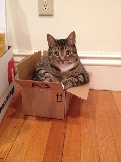一只虎斑猫正努力挤进一个明显太小的A3尺寸纸箱中，猫咪的前爪搭在纸箱边缘，身体大部分都塞进了这个狭小的空间。背景是木质地板和白色墙壁，墙上有一个电源插座，旁边还有另一个更大的纸箱。猫咪表情平静中带着一丝严肃，与它努力挤进小箱子的可爱行为形成有趣反差。