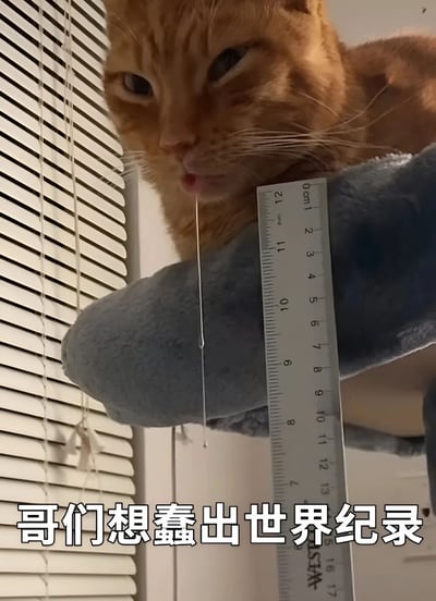 一只橘猫趴在蓝色物体上，伸出舌头，一条长长的口水从舌尖垂下。旁边垂直放置着一把尺子，似乎在测量口水的长度。图片底部配有文字“哥们想蠢出世界纪录”，通过猫咪呆萌的表情和测量口水的荒诞行为，营造出幽默搞笑的效果，调侃这只猫仿佛想靠“蠢萌”创造世界纪录。
