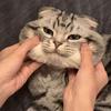 这张图展示了一只苏格兰折耳猫被两只手捏住脸颊，脸部被挤压出类似惊讶、错愕的表情，猫咪的眼睛瞪大，看起来十分滑稽有趣，画面充满了治愈感和搞笑氛围，没有双关、谐音梗或暗示内容。