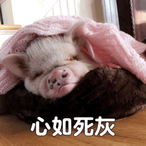 裹着粉毯子心如死灰的小猪