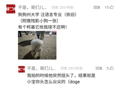这是来自河南的用户“不是，哥们儿...”在社交媒体发布的两条关联回复内容，第一条以拟人化的趣味口吻自称是“狗狗州大学汪语言专业”，吐槽有柯基抢了自己的球不还，还附带了一张拍摄时因为白色小狗突然扭头而拍糊的照片，照片里的小狗因动态模糊看起来头部尖尖的；第二条回复则解释了照片模糊的原因，调侃这只叫“小宝”的小狗头看起来尖尖的，内容充满生活化的幽默感，记录了和自家宠物相关的趣味日常，获得了其他用户的点赞。