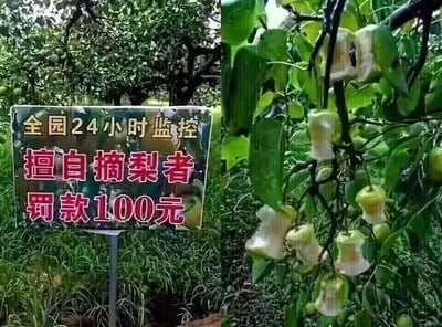 这是一张左右对比的实拍图，左侧是果园里树立的警示牌，上面用醒目的字体写着“全园24小时监控 擅自摘梨者罚款100元”，明确警示私自摘梨的行为会被罚款；右侧则是果园里的梨树，树上的梨都被人啃食得只剩底部的果柄部分，梨的主体被吃掉但没有被摘下，刚好规避了“摘梨”的罚款规则，形成强烈的反差感，用这种钻规则空子的行为制造出搞笑又讽刺的效果。