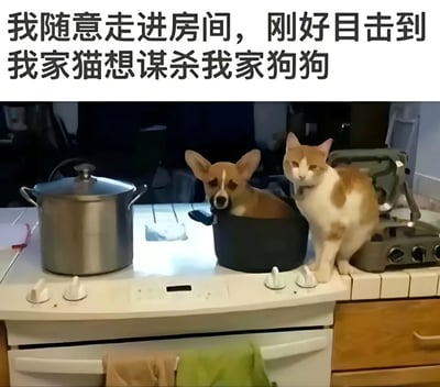 图片上方配有文字‘我随意走进房间，刚好目击到我家猫想谋杀我家狗狗’，下方是厨房场景：一只柯基犬淡定地坐在黑色锅中，旁边一只橘白相间的猫咪站立着，眼神平静地看向镜头。整体通过拟人化的夸张手法，幽默展现宠物间的趣味互动，营造出‘猫咪密谋煮狗’的搞笑画面。