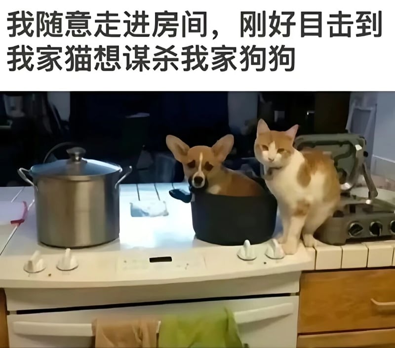 柯基犬