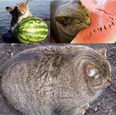 这是一张由三张猫咪与西瓜相关照片组成的拼贴梗图。左上角是一只橘白相间的猫站在水边，爪子搭在一个完整的西瓜上，表情专注；右上角是一只灰色猫咪正在嗅闻一片切开的西瓜，神情陶醉；最下方是一只体型异常圆润的灰色猫咪趴在地上，其圆滚滚的外形与西瓜惊人相似，形成有趣的视觉对比。图片通过猫咪与西瓜的互动以及猫咪体型与西瓜形状的相似性制造幽默效果。