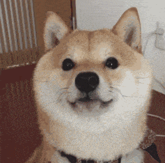 柴犬眨眼卖萌动态图