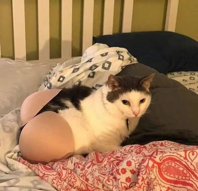一只黑白相间的猫咪趴在床上，上半身是正常的猫身，头部灰白相间，眼神淡定地看向镜头；但下半身被P上了人类的米色腿部，与猫的身体形成荒诞又搞笑的对比。背景是带有白色栏杆的床头，床上铺着带有几何图案和红色花纹的被子，整体场景居家日常，却因猫咪的“混搭”下半身显得极具违和感和喜剧效果。
