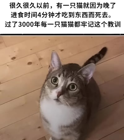 图片上方配有文字：'很久很久以前，有一只猫就因为晚了进食时间4分钟才吃到东西而死去。过了3000年每一只猫猫都牢记这个教训'。下方是一只灰白色虎斑猫站在木地板上，仰着头睁大眼睛看向上方，表情显得非常专注和期待，配合上方文字形成幽默效果，调侃猫咪对进食时间的执着。