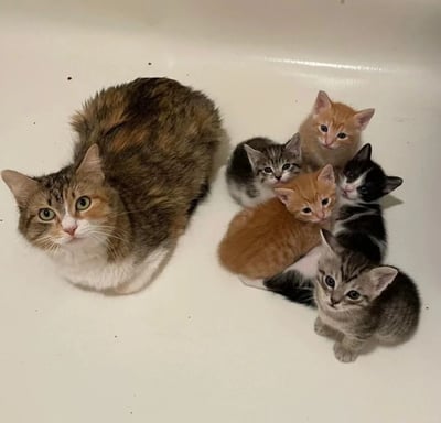 一张温馨的猫咪家庭照片，一只毛色为棕黑相间的猫妈妈蜷缩在白色浴缸中，身旁围绕着五只不同毛色的小猫。小猫们紧紧依偎在一起，有橘色、灰色虎斑和黑白相间等多种毛色，全都睁着圆溜溜的大眼睛好奇地望向镜头。猫妈妈则保持着警觉的姿态守护着幼崽，整体画面充满了温暖的家庭氛围。