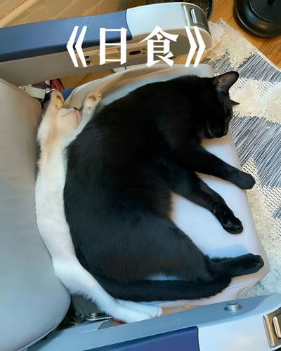 两只猫咪以有趣的姿势睡在椅子上，黑猫完全趴在白猫身上，形成了类似日食的视觉效果。图片上方添加了《日食》字样，用猫咪的睡姿幽默地模仿了日食现象，黑白对比鲜明，构图巧妙有趣。