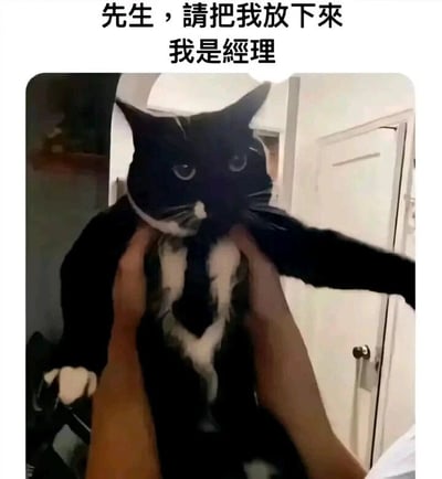 这是一张充满趣味的宠物梗图，画面中一只黑白相间的猫咪被人用双手托住腋下举在空中，猫咪胸口的白色天然花纹恰好呈现出类似领带的形状，搭配它严肃、略带不满的眼神，神态酷似一位正经的职场经理。图片上方配有文字“先生，请把我放下来 我是经理”，采用拟人化的玩梗手法，将猫咪的外形特征与职场经理的身份结合，制造出强烈的反差感，既调侃了职场中经理的严肃形象，又凸显了宠物的可爱搞笑瞬间，让原本普通的宠物照片充满了喜剧效果。