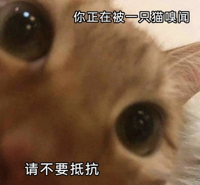 这是一张近距离拍摄的真实猫咪脸部特写静态图，画面聚焦于猫咪圆睁的大眼睛，视角营造出猫咪正凑近嗅闻观看者的沉浸式感觉。图中添加了两行拟人化的趣味文字，上方为“你正在被一只猫嗅闻”，下方为“请不要抵抗”，以一种略带“霸道”又软萌的语气，将猫咪的近距离互动场景拟人化，整体风格搞笑治愈，常被用作社交聊天中的趣味表情包，用来向朋友传递亲昵又带点小“压迫感”的互动氛围。