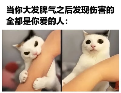 这是一张左右对比的猫咪表情包，上方配有文字“当你大发脾气之后发现伤害的全都是你爱的人：”。左侧画面中，一只黑白相间的奶牛猫用前爪紧紧抱住人类的手臂，耳朵下垂，眼神中带着明显的愧疚和依赖感；右侧画面中，同一只猫咪抬头凝视，眼睛瞪得很大，表情无辜又懊悔，完美诠释了人们在情绪失控后意识到伤害了所爱之人时的愧疚心理。