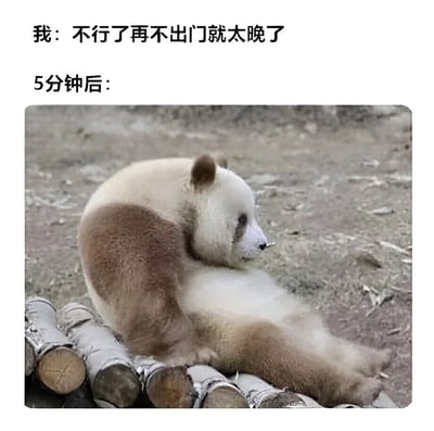 图片上方文字写着“我：不行了再不出门就太晚了”，下方文字“5分钟后：”配上一张熊猫悠闲地趴在木头上休息的照片，幽默地表现了人们常有的拖延行为——明明着急出门却迟迟不动身的状态。