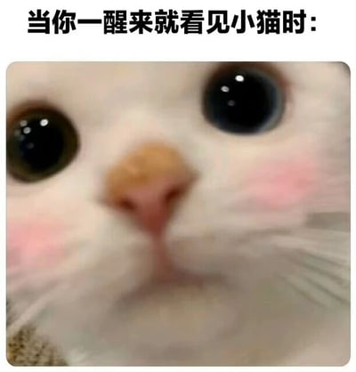 图片上方配有文字“当你一醒来就看见小猫时:”，下方是一张小猫的近距离特写照片。小猫有着雪白的毛发，一双又大又圆的黑色眼睛，眼瞳明亮有神，鼻子呈粉橘色，脸颊泛着自然的粉色红晕，几根细长的胡须清晰可见，正呆萌地凝视着镜头，整体画面充满可爱与治愈感，生动展现了清晨被宠物萌化的瞬间。
