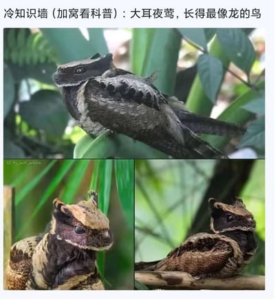 这是一张科普类多图拼接图文混排图片，主题为介绍被称为“长得最像龙的鸟”的大耳夜莺。图片上方有文字标题“冷知识墙（加宽看科普）：大耳夜莺，长得最像龙的鸟”，下方由三张不同角度的大耳夜莺照片组成：顶部一张为鸟的侧面全身照，栖息在绿色树叶间，羽毛呈黑褐色斑纹；底部左侧为鸟的正面特写，头部有类似龙角的羽冠；底部右侧为鸟的侧面头部特写，突出其独特的面部轮廓。整体通过多张照片展示了大耳夜莺因头部羽冠和花纹而被联想为“龙形外观”的特征。