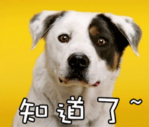 狗狗乖巧应答“知道了”表情包