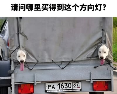 图片展示了一辆卡车的后部，车身上覆盖的灰色 tarp 左右两侧各有一个洞，两只白色狗狗分别从洞中探出头来，舌头吐出，表情平静。图片上方配有文字“请问哪里买得到这个方向灯？”，通过狗狗对称探出的头部模拟汽车方向灯的造型，形成幽默的视觉效果，让人会心一笑。