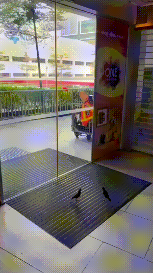 这是一段动态GIF，记录了一个充满趣味的视觉错位场景：店铺的透明玻璃门内的地垫区域，看起来像是有两只黑色小鸟停留，当玻璃门被向内推开时，观者会下意识担心小鸟被门夹住，实际上这两只小鸟是在玻璃门的外侧地面，只是借助玻璃的透明效果和拍摄角度，制造出它们在门内的错觉，整个场景意外又好笑，充满生活中的小趣味。