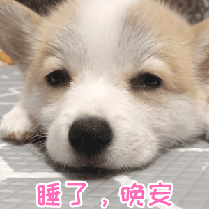 小奶狗困困眼 慢慢闭上说晚安