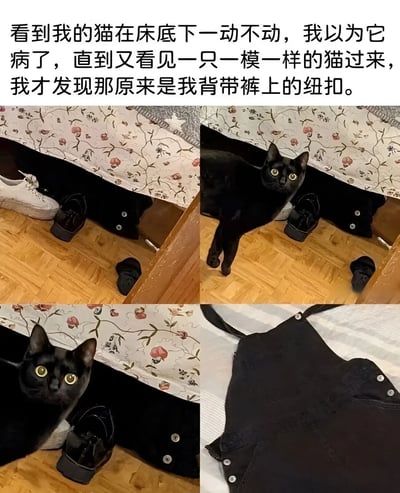 四格拼图记录了一场因视觉误差引发的猫咪乌龙事件。第一张图从床底视角拍摄，木地板上放着一双黑色皮鞋和白色运动鞋，床底阴影处有个黑色物体酷似蹲坐的猫咪；第二张图中一只真黑猫正从床底走出，黄色瞳孔瞪得溜圆；第三张特写黑猫抬头看镜头的惊讶表情；第四张揭晓谜底——所谓的"病猫"其实是挂在床边的黑色背带裤，其圆形纽扣在昏暗光线下完美模拟了猫的轮廓。