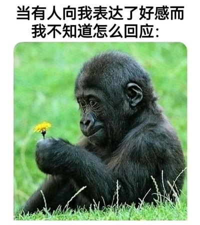 图片上方有文字“当有人向我表达了好感而我不知道怎么回应:”，下方是一只坐在绿色草地上的大猩猩幼崽，它正用一只手拿着一朵黄色的蒲公英，表情看起来有些困惑和沉思，完美诠释了面对他人好感时不知如何回应的尴尬心情。